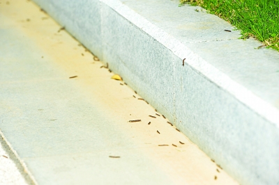 南京河西一家单位草坪里爬出千只小蜈蚣(图