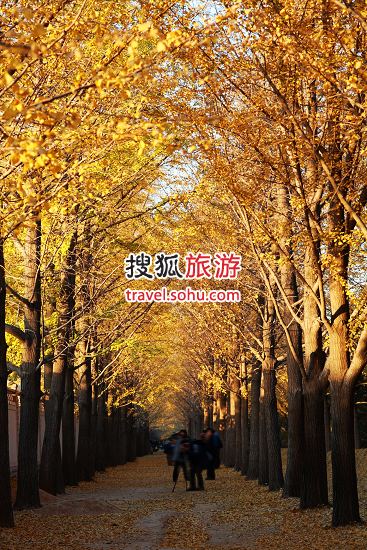 最有意境的银杏地:钓鱼台