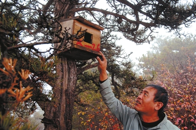 10月22日,王正东在罗山树林里查看人工鸟巢.