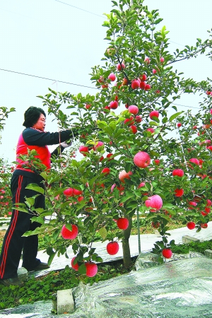 矮化的苹果树,长大了身量也不过3米多,一亩地能栽到67棵到73棵的样子