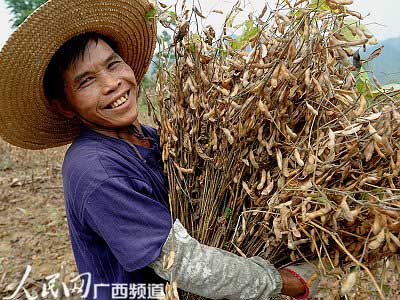 广西各地秋季黄豆陆续进入成熟收获期,今年风调雨顺,黄豆又喜获丰收