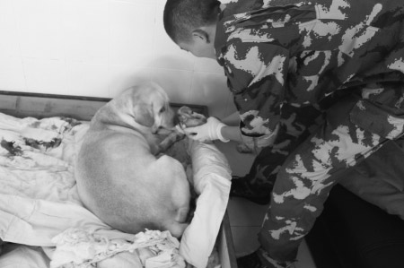 成都地震搜救犬生下7幼崽 预产期时4名战士守