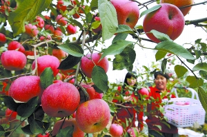 本报讯(记者邵泽慧)昨日,昌平第八届苹果文化节开幕,今年昌平苹果