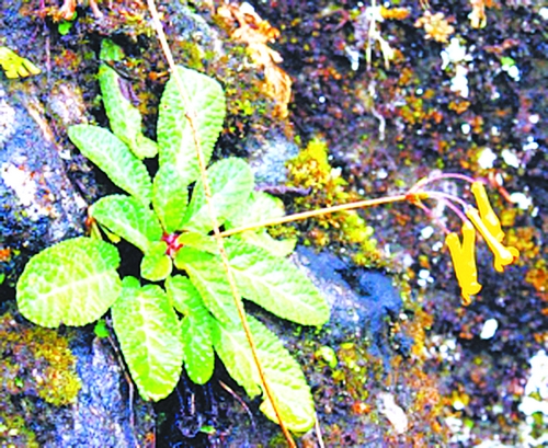 云南5种野生植物获极小种群保护(组图)