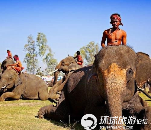 象奴悲惨的生活 一生为大象而活-搜狐旅游