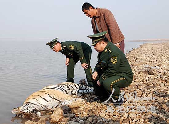 专家初断:密山野生东北虎之死与颈部钢丝套有关(图)