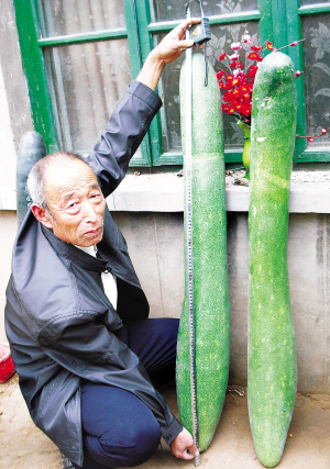 巨型冬瓜(图)
