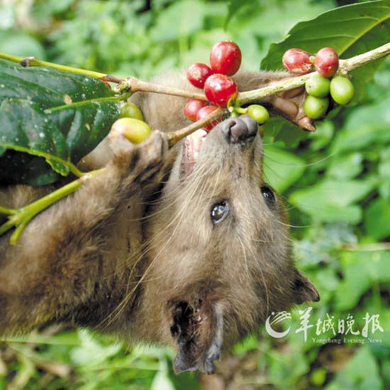麝香猫吃下咖啡果排出水果香味高价咖啡豆(图