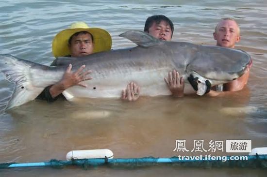 盘点湄公河中的惊人巨鱼(组图)