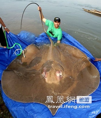盘点湄公河中的惊人巨鱼(组图)