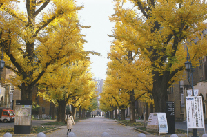 校园林荫路.