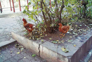 此外还有不少住户在院子里养鸡.小区昼夜"鸡犬相闻",闹得四邻不安.