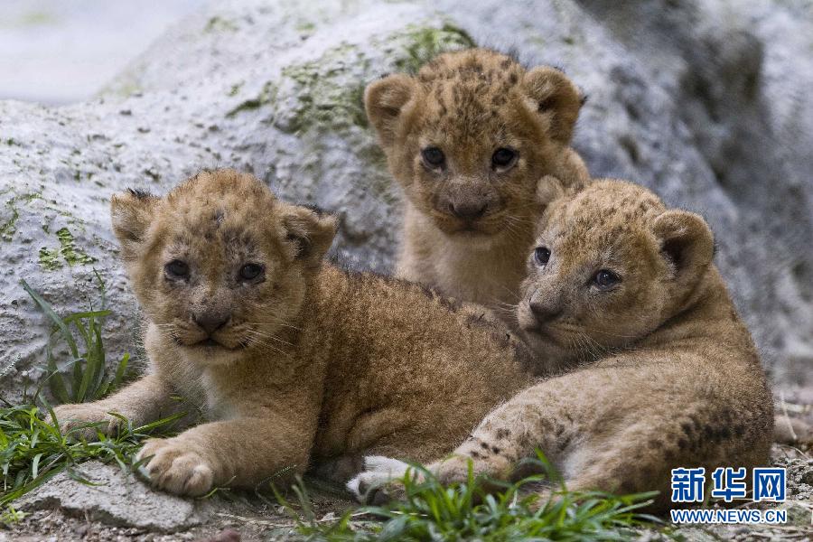11月4日,三只狮子幼崽在哥伦比亚麦德林的圣菲动物园内玩耍.
