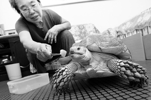 乌龟奶奶 养45斤大龟 每天吃鸡蛋橘子蛋糕