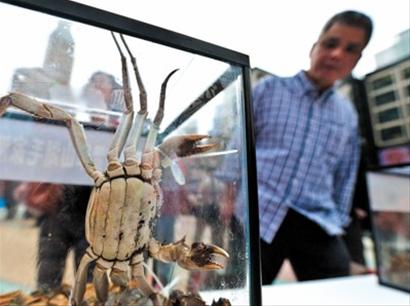 昨天,在蟹文化节上,一名观众正在观赏平日里难得一见的超大螃蟹.