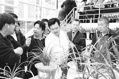 图文:湖北省国兰叶艺品鉴会