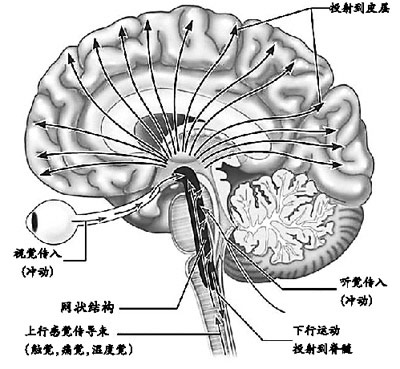 关注植物人唤醒的新突破(组图)-搜狐滚动