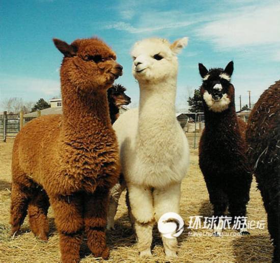 这种脖子长长,眼睛大大,绒毛光亮,像羊又像骆驼的动物,就是秘鲁的国宝
