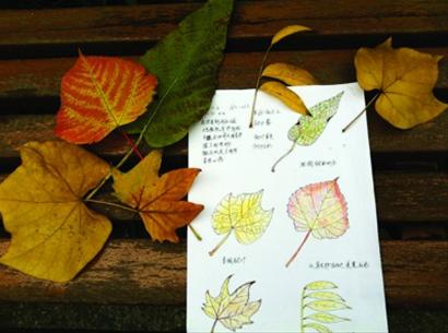 以秋叶做自然笔记,找到宁静的内心(图)