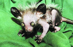 最奇怪的动物_图 世界上最奇怪的动物,各种你没见过的奇特动物 九州世