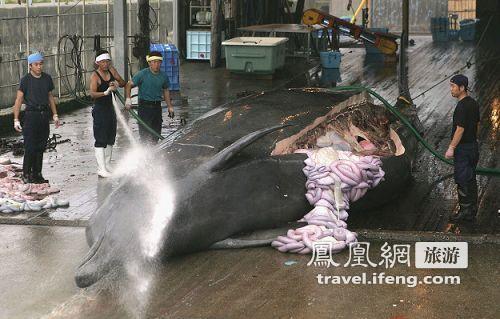 日本捕杀屠宰鲸鱼惊心现场 你还吃鲸鱼肉吗(组