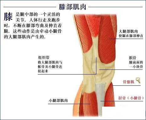 全套人体解剖图