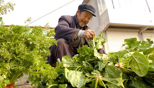 庄大集一名老人在摘菠菜。新华社发(刘明祥 摄