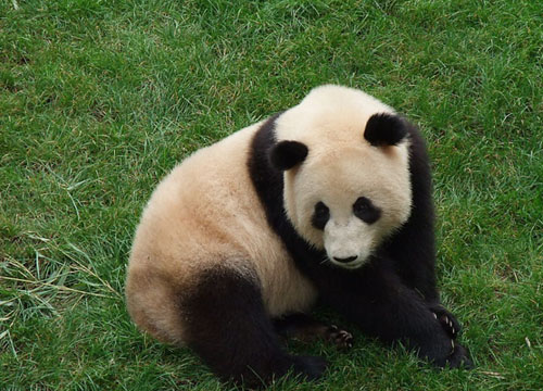 熊猫侦察兵探秘野生大熊猫生存环境 -搜狐IT