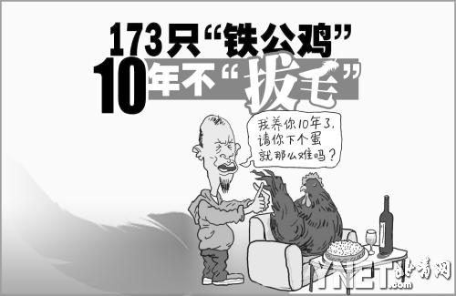173只"铁公鸡"10年不"拔毛"(图)