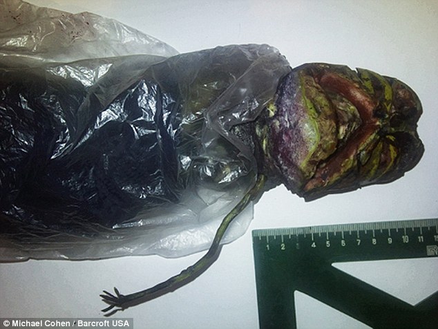 俄罗斯现外星人尸体 被藏冰箱中2年(组图)