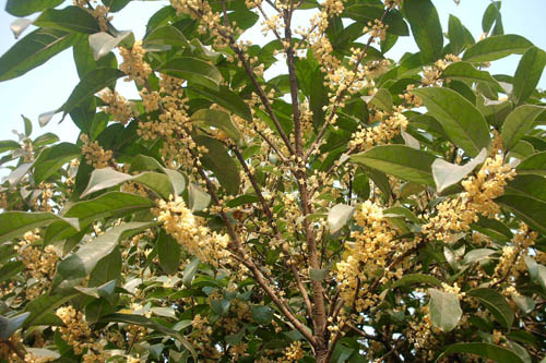 又是桂花香飘时