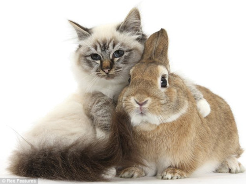 猫咪和兔子称兄道弟