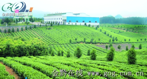 贵州又有5家茶企跻身于国家级龙头企业行列,至此,贵州已有8家茶叶企业图片
