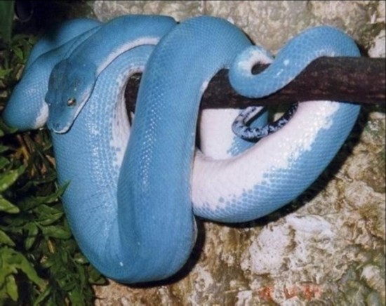 详解7种著名毒蛇:变异树蟒通体深蓝(组图)