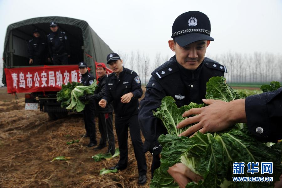 11月22日,公安民警在即墨市移风镇院上村地头收购大白菜,仅青岛市公安