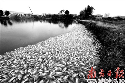 养鱼户三万斤塘鱼一夜暴毙 或因化工厂污染所