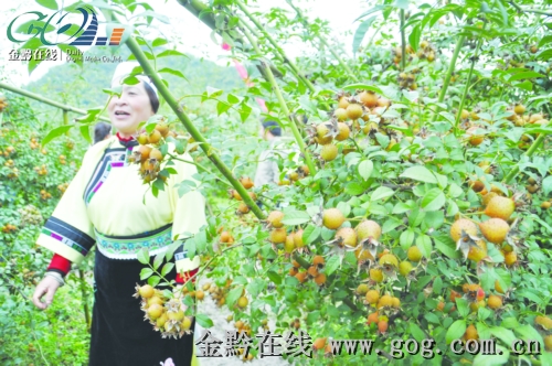 刺梨攻略大连独享(图)-搜狐滚动安顺海拉尔v刺梨秘笈图片