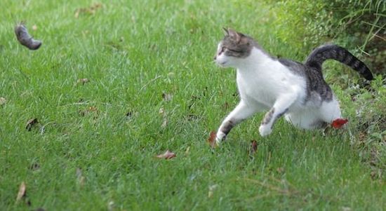 摄影爱好者拍到猫捉老鼠精彩瞬间(组图)