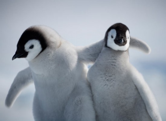 南极皇企鹅温情生活场景:宝宝偎依父母