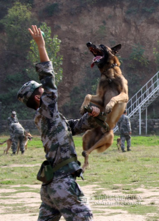 解放军军犬年考阵势不小 身手也不凡(1)(组图)