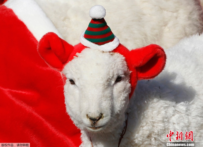 韩国小羊羔换上圣诞装迎接圣诞节(组图)