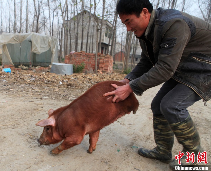 两条腿小猪会"走路" 姿态犹如"拿大顶"(组图)