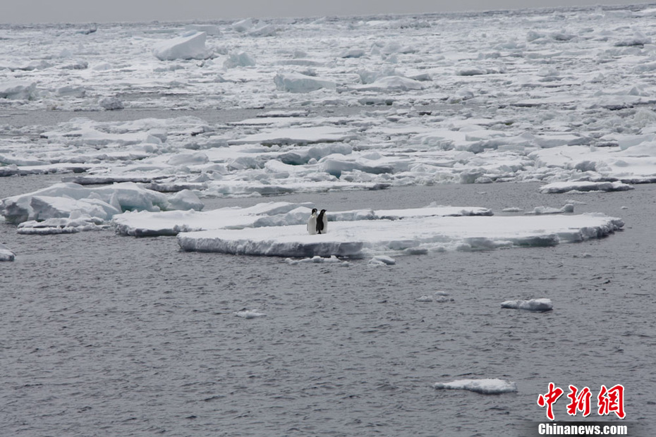 中国南极科考船“雪龙”号在浮冰区边缘遇到企鹅和海豹