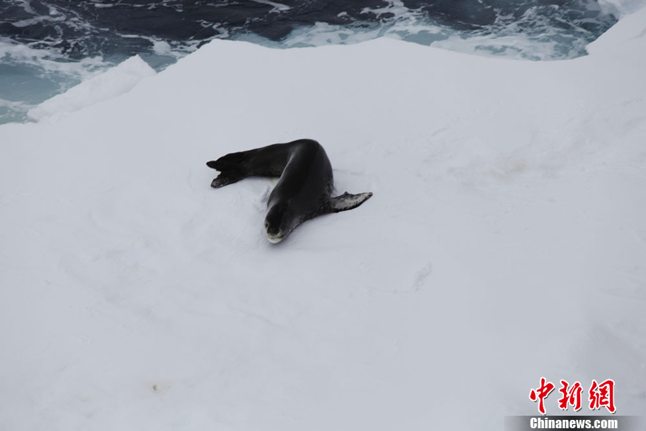 中国南极科考船“雪龙”号在浮冰区边缘遇到企鹅和海豹