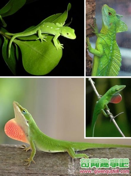 10种奇怪的绿色动物(组图)