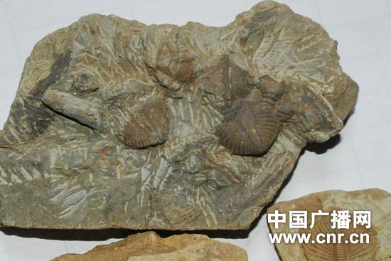 四川筠连发现约4亿年前生物化石(组图)