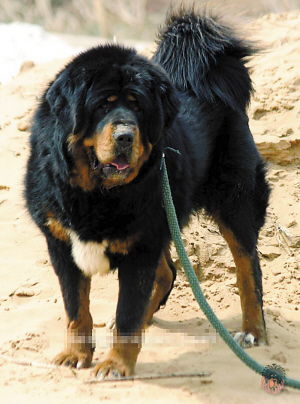 深圳禁养犬通缉令(组图)