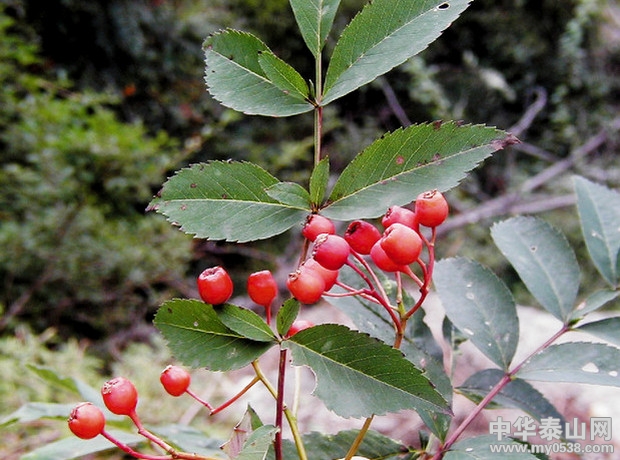 [泰安]后石坞发现泰山花楸 世界仅存一株(图)