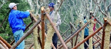 名贵树木穿棉衣过冬 滨海大道2万棵树不再怕冷(图)