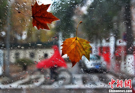 11月30日,江苏南京降雨降温,梧桐叶沾在车窗上,与街头正赶路的市民